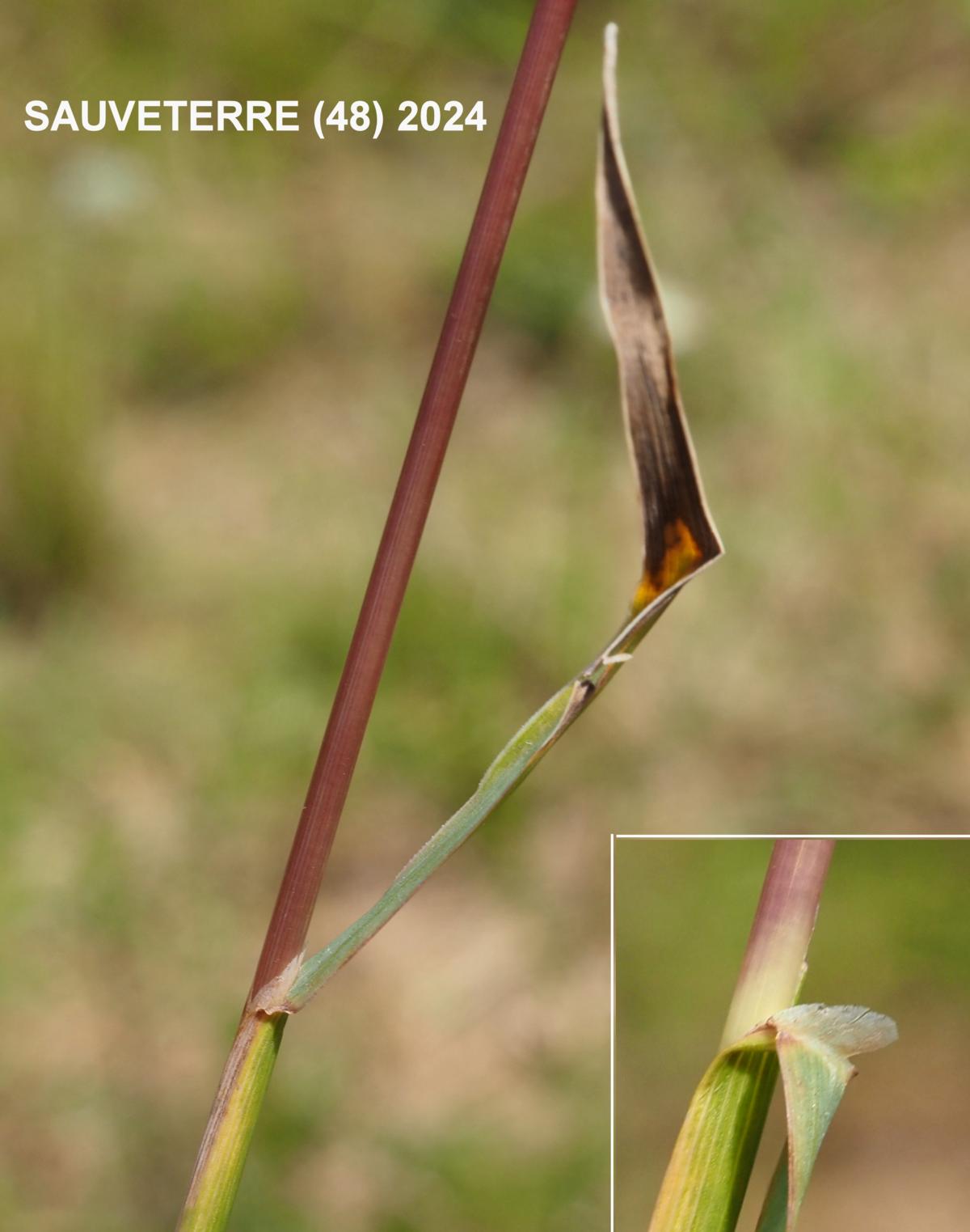Cat's-Tail, Purple-stem leaf
